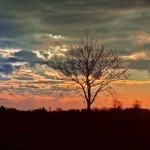 stilllife___Tree With Background___Cakovec, Croatia.
