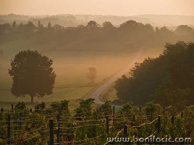 stilllife___Tree In Fog___Visnjevac, Croatia.