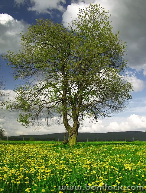 stilllife___Tree On The Yellow Carpet___Ogulin, Croatia.
