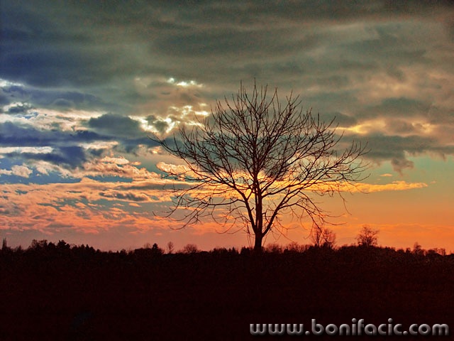stilllife___Tree With Background___Cakovec, Croatia.