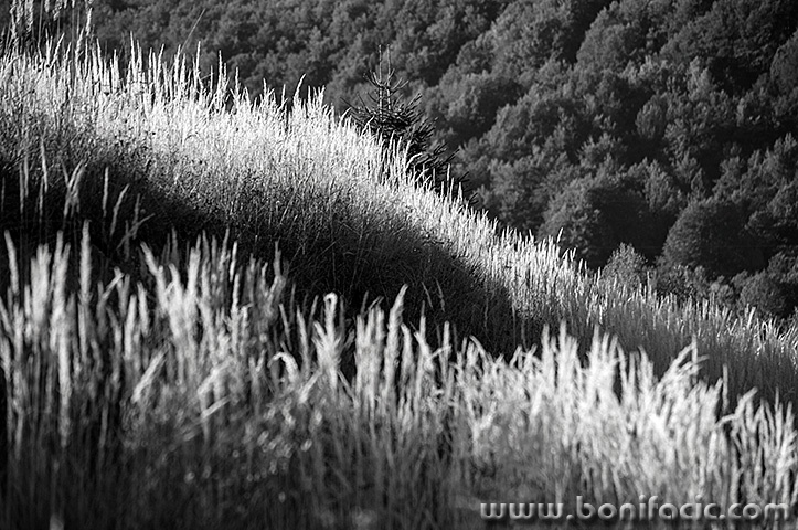 ravnagora2bwmal