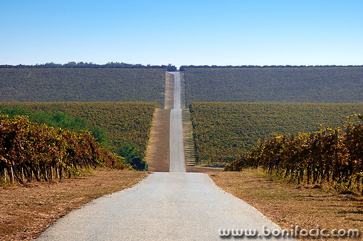 knezevivinogradi1mal