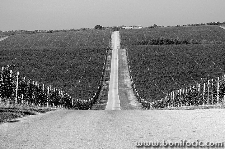 knezevi4bwmal
