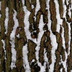 stilllife___Winter Texture___Plitvice, Croatia.