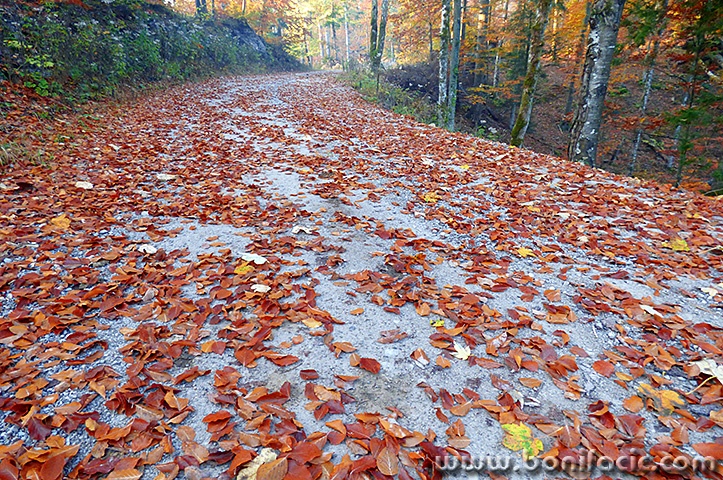 gerovo15mal