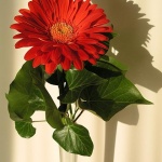 stilllife___Women's Day___