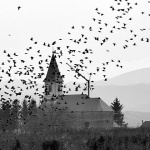 josipdolcvorcicrikva1mal