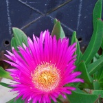 stilllife___You Have Got The Message___Punat, Croatia.