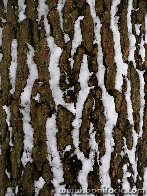 stilllife___Winter Texture___Plitvice, Croatia.
