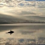 gnjuracmarina2modmal