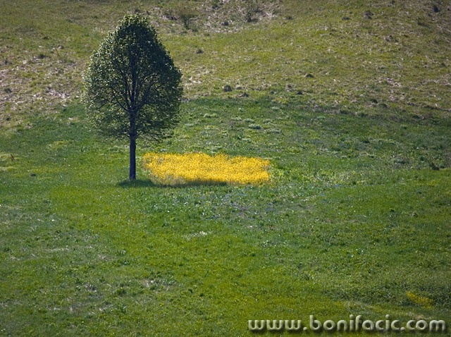 stilllife___Yellow Blanket___Vrbovsko, Croatia.