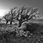 dokulovostablagromaca1bwmal