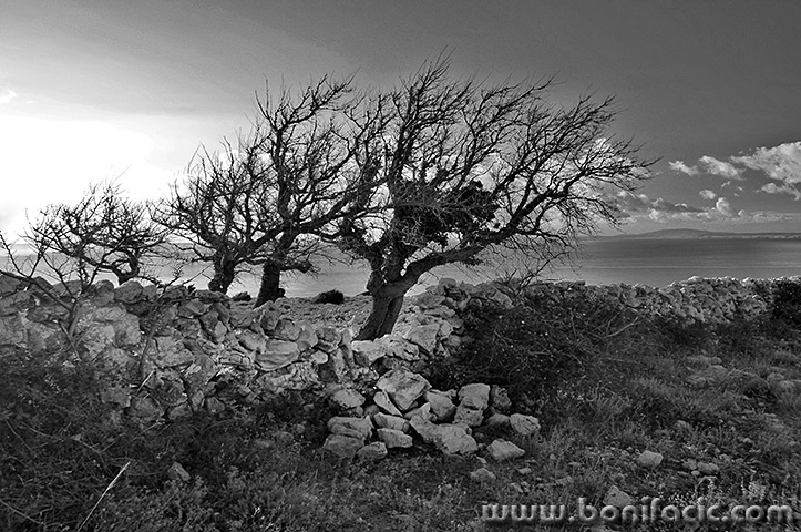 dokulovostablagromaca1bwmal