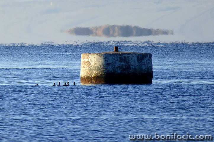 babagnjurcikormat1mal