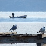 baskagalebibarka1mal