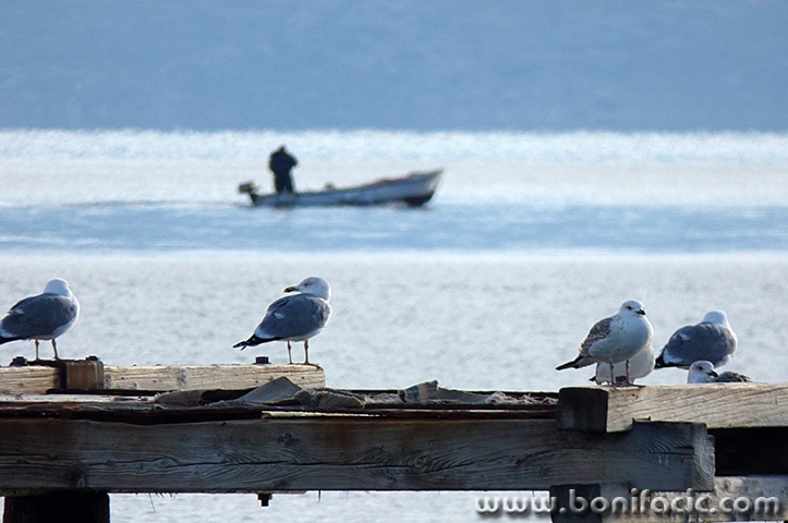 baskagalebibarka1mal