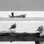 baskagalebibarka1bwmal