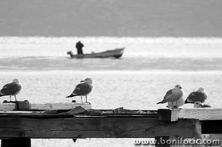 baskagalebibarka1bwmal