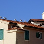 baskagalebicrikva1mal