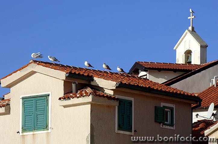 baskagalebicrikva1mal