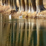 gackalabudilesce1mal