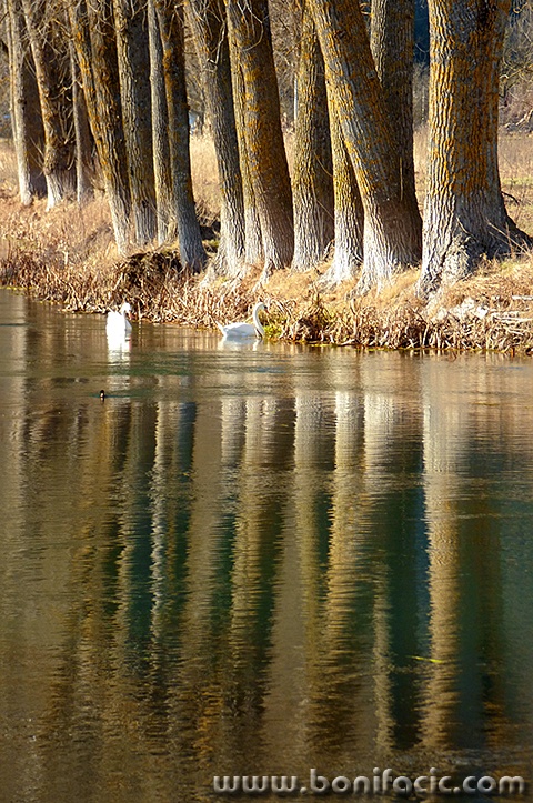 gackalabudilesce1mal