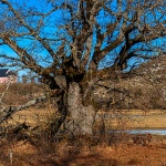 perusicstablokulacrikva2mal