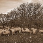 sepiaovcekampeljemal