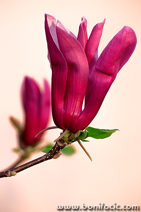 magnolijavel1mal