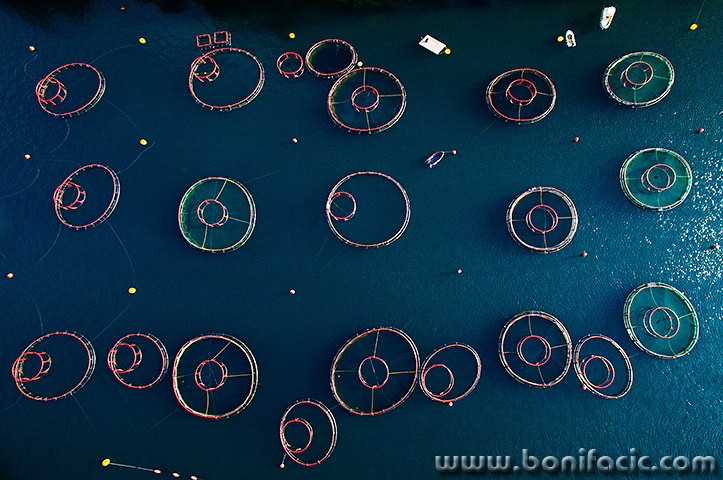 ribigijilisteboka1mal