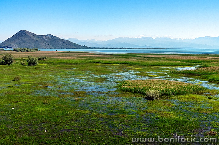 skadar4mal
