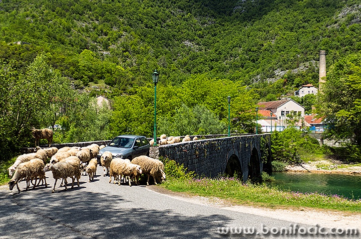 skadar89mal
