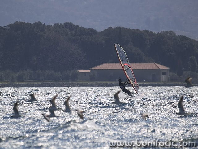 action___Flying With Birds___Punat, Croatia.