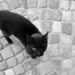 osmacakjednooki1bwmal