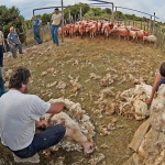 action___Haircut One 100___Cres, Croatia.