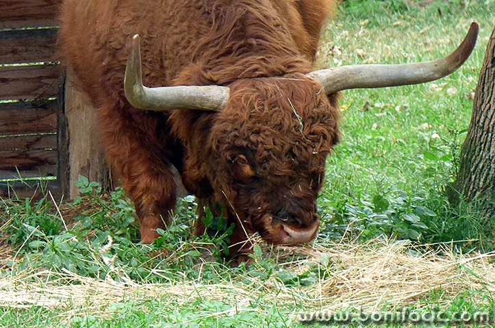 zoo29mal