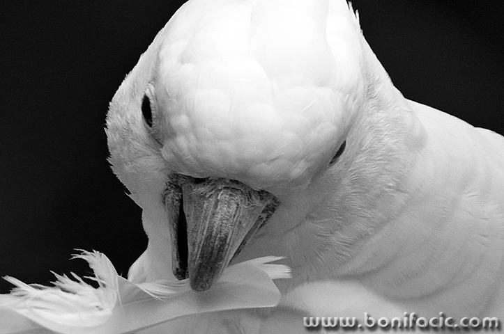 zoo8mal