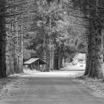 rasadnikcestadrvoredbw2mal