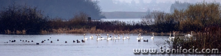 sabljacilabudipano1mal