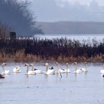 sabljacilabudipano1mal