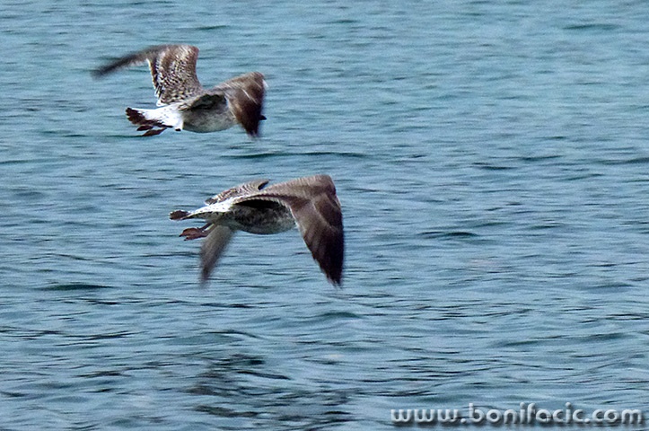 galebovi1mal