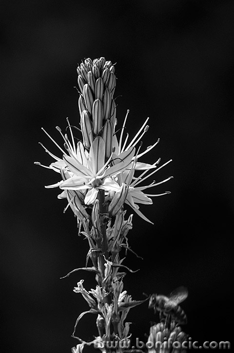 pcelarozicaBWmarak4mal