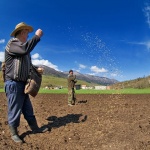 action___Semination___Krasno, Croatia.