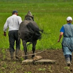 action___Spring Job___Dreznica, Croatia.