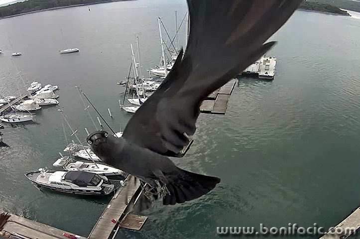 golubwebcam1mal