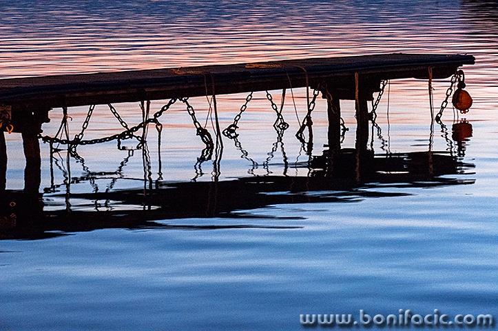 mulpodgusternumali1mal