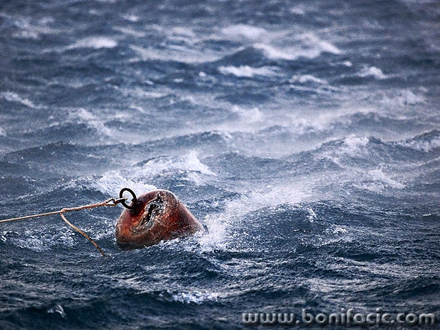 stilllife___Struggle For Life Or Death___Bakarac, Croatia.
