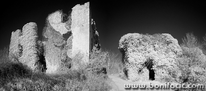 salaticpano1BWmal