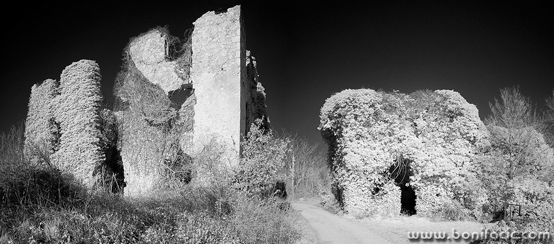 salaticpano1BWmal