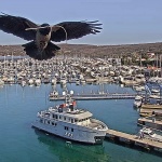 golubmiravranaskver1mal